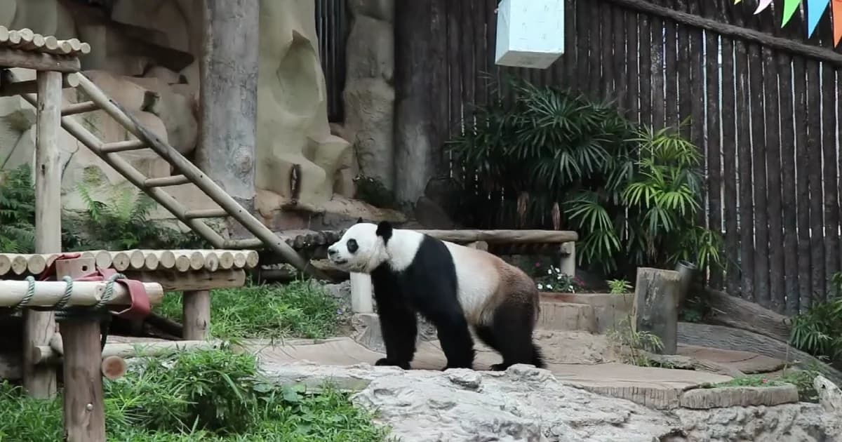 ผอ.สวนสัตว์เชียงใหม่นำยืนไว้อาลัยแพนด้าช่วงช่วง แจงยังไม่ได้ข้อสรุปสาเหตุตาย