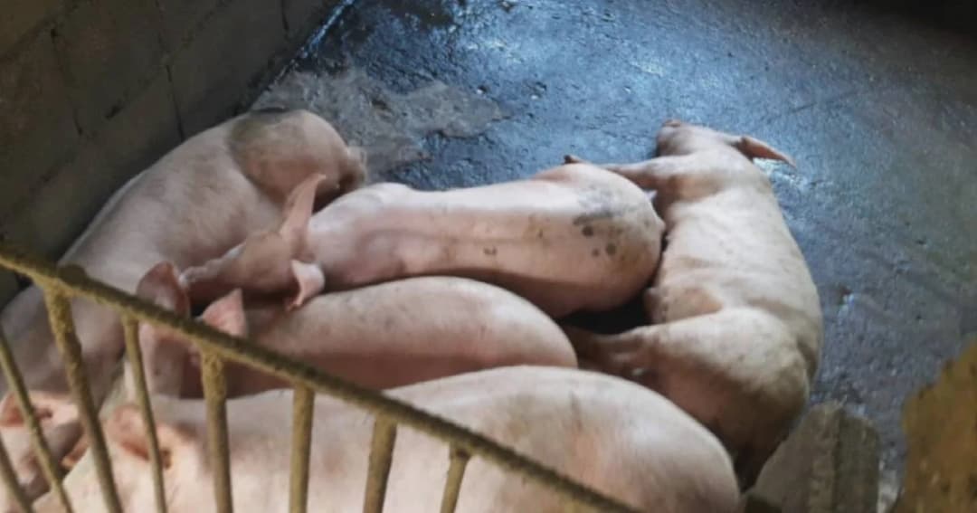 เชียงรายคุมเข้ม 8 อำเภอ หลังพบหมูตายเกือบ 80 ตัว เสี่ยงติดเชื้ออหิวาต์แอฟริกา