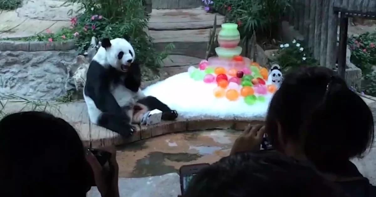 ทีมผู้เชี่ยวชาญหมีแพนด้าจากจีนถึงเชียงใหม่แล้วเตรียมพิสูจน์ซากช่วงช่วง