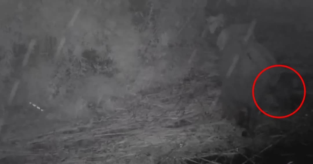 เปิดภาพ “ชบาแก้ว” ลูกช้างป่าหลงฝูง ขวัญใจโซเชียล กลับฝูงสำเร็จแล้ว