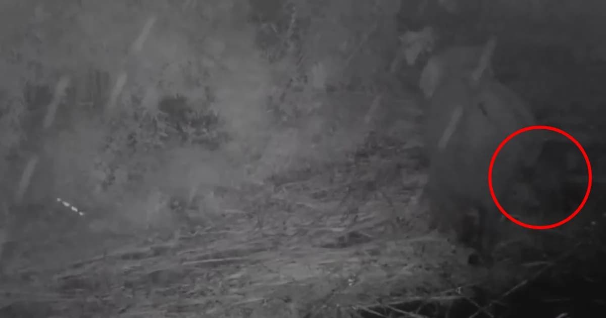 เปิดภาพ “ชบาแก้ว” ลูกช้างป่าหลงฝูง ขวัญใจโซเชียล กลับฝูงสำเร็จแล้ว