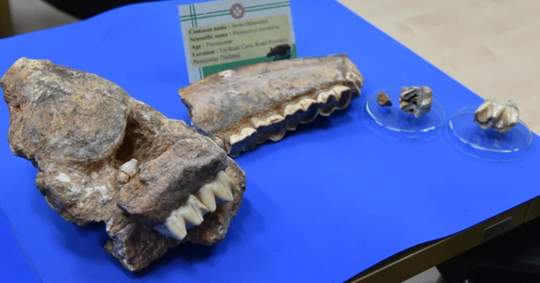 ครั้งแรกในไทย! พบซากสัตว์ดึกดำบรรพ์เลี้ยงลูกด้วยน้ำนมขนาดใหญ่ 4 สายพันธุ์ จ.กระบี่