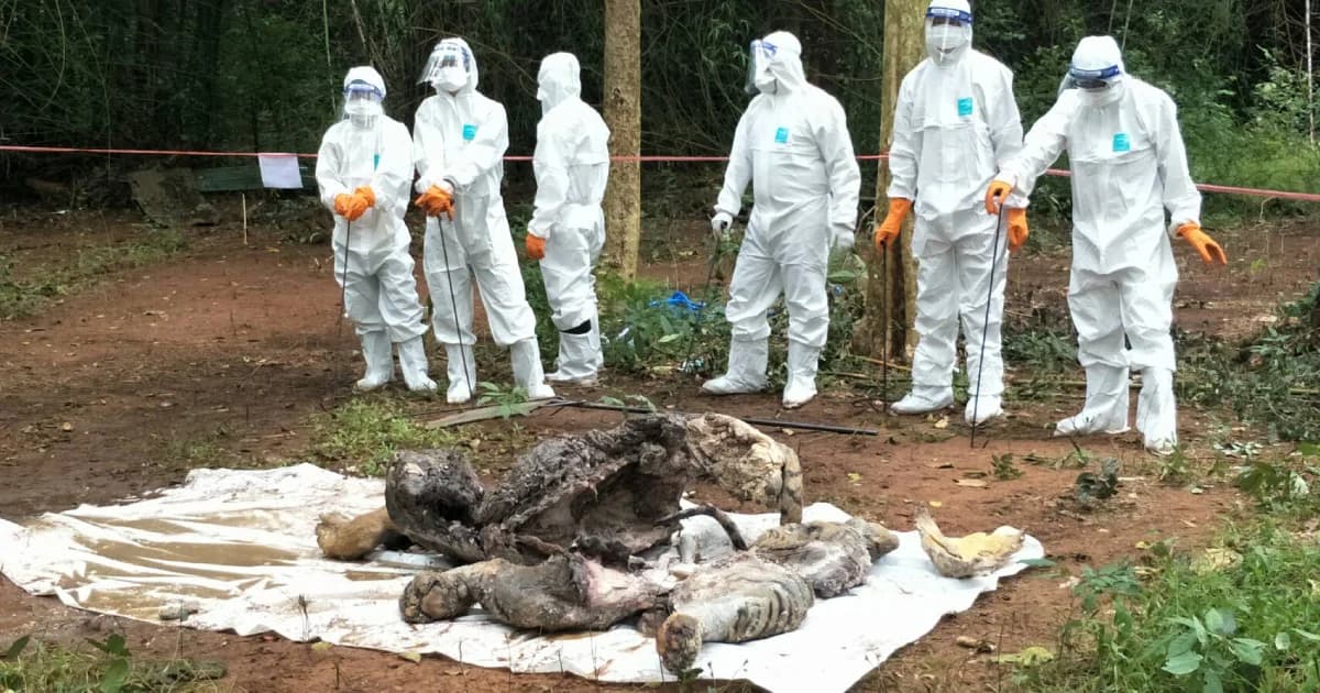 กรมอุทยานฯ เตรียมฝังซากเสือของกลาง พร้อมเปิดพิสูจน์ซาก