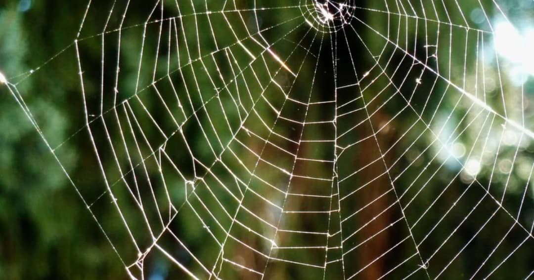 นักวิทย์ฟินแลนด์พัฒนาวัสดุชีวภาพใยไม้-ใยแมงมุม พร้อมใช้แทนพลาสติก