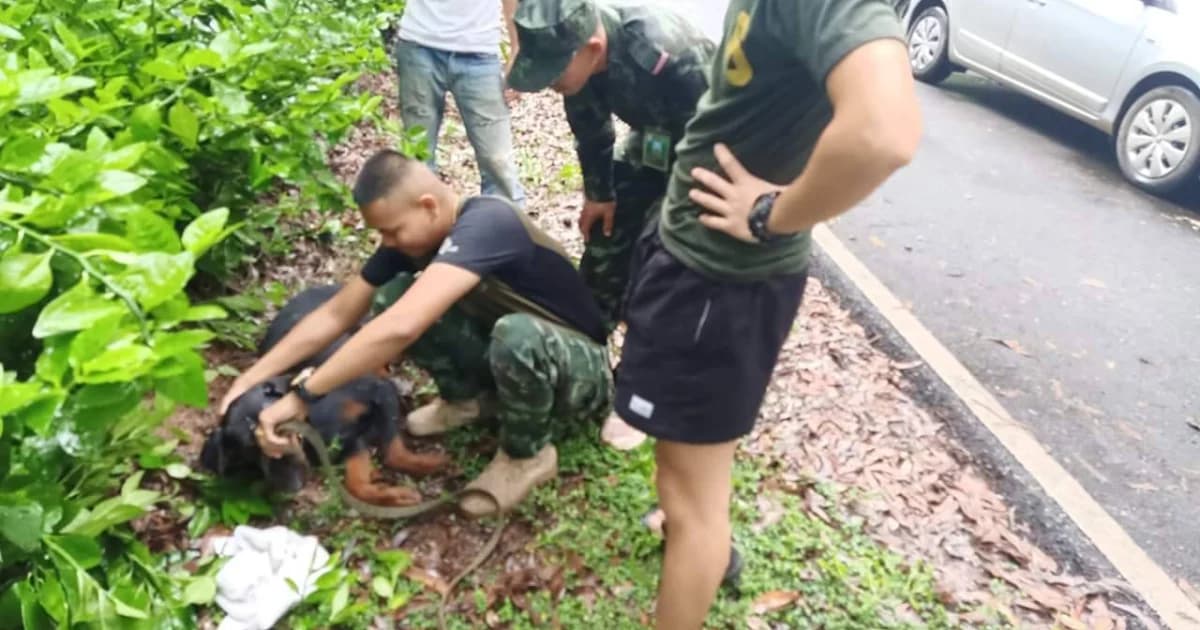 เร่งตามตัวมือวางยาเบื่อโดเบอร์แมน 5 ตัว ทิ้งข้างถนน ตาย 4 รอด 1