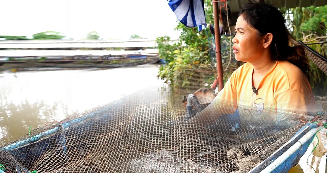 ผู้เลี้ยงปลา จ.อุบลฯ เครียดเงินแสนหายไปกับตาหลังปลากระชังตายเพราะน้ำท่วม