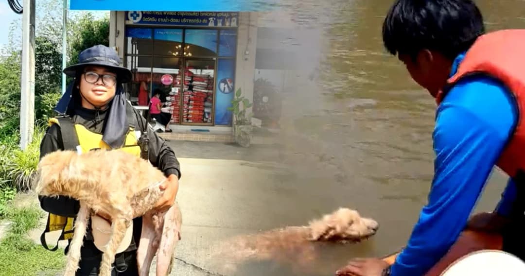 ช่วยน้องหมาว่ายน้ำมาขอขึ้นเรือ พาขึ้นฝั่งได้บ้านใหม่แล้ว