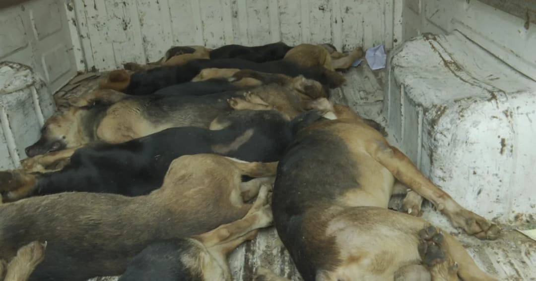 สุดเวทนา! เจ้าของป่วยเบาหวาน ทิ้งสุนัข 30 ตัวอดอยาก บางตัวป่วยและตายคาบ้าน