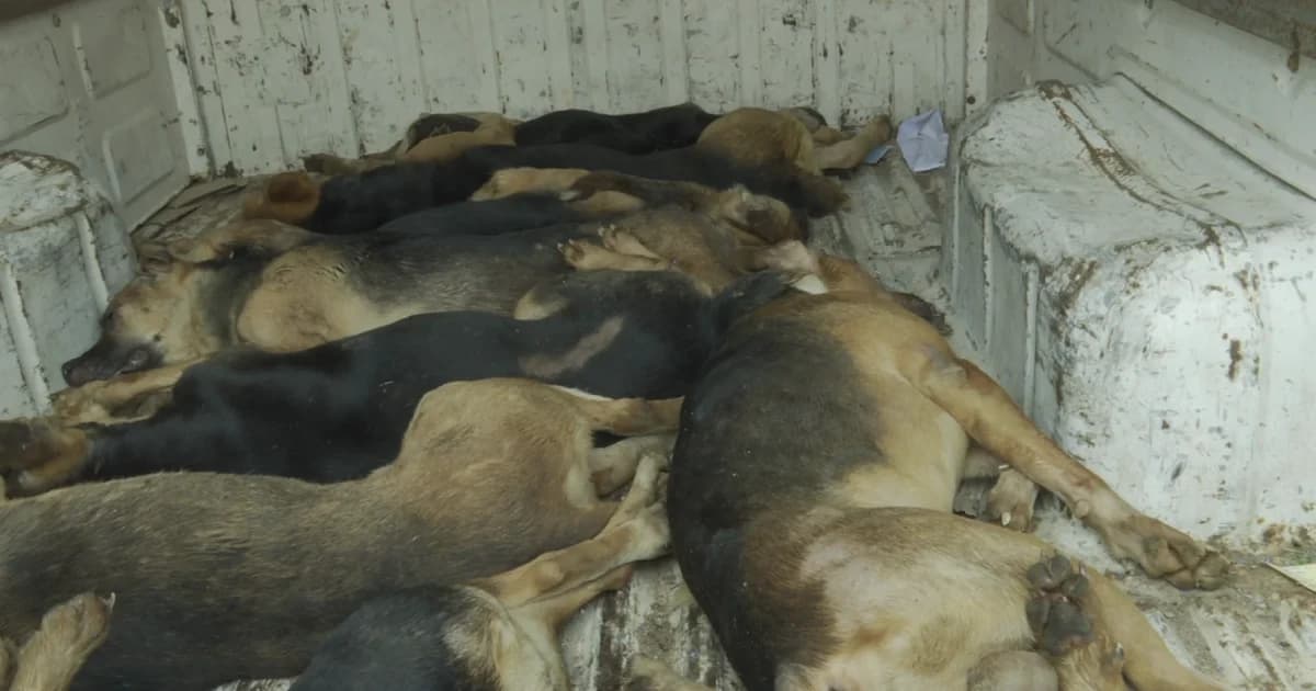 สุดเวทนา! เจ้าของป่วยเบาหวาน ทิ้งสุนัข 30 ตัวอดอยาก บางตัวป่วยและตายคาบ้าน