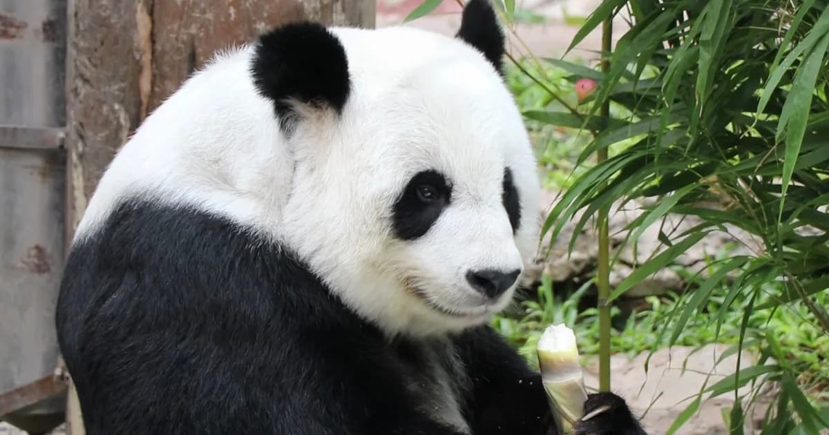 แฟนคลับ ‘หลินฮุ่ย’ แห่อวยพรวันเกิดครบ 18 ปี สงสารต้องอยู่โดดเดี่ยว