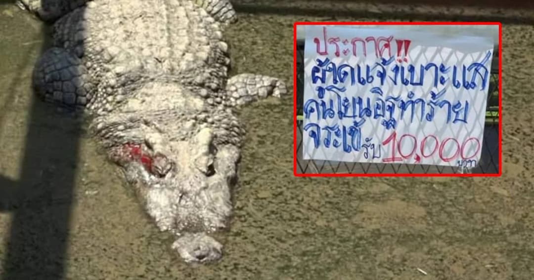 ม.ขอนแก่น ตั้งรางวัล 1 หมื่น ตามจับคนร้ายโยนอิฐใส่จระเข้หวิดตาบอด