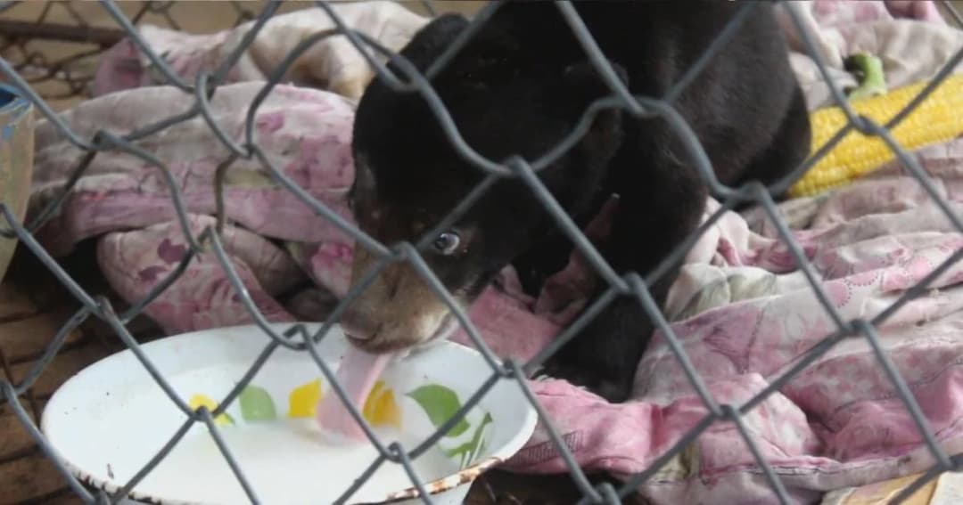 เจ้าหน้าที่อุทยานฯทับลาน รับลูกหมีพลัดหลงแม่มาดูแลเเล้ว