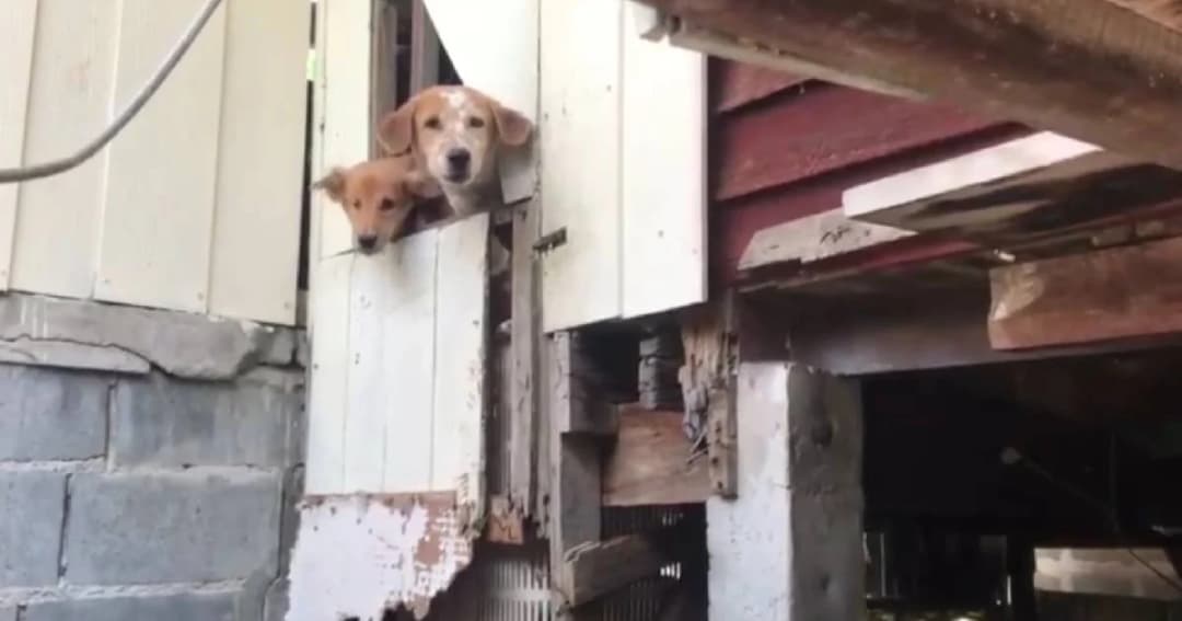 คนเลี้ยงสุนัขติดคุก ปล่อยสุนัข 7 ตัวอดอยากนานกว่า 1 เดือน วอนหาผู้อุปการะสุนัข