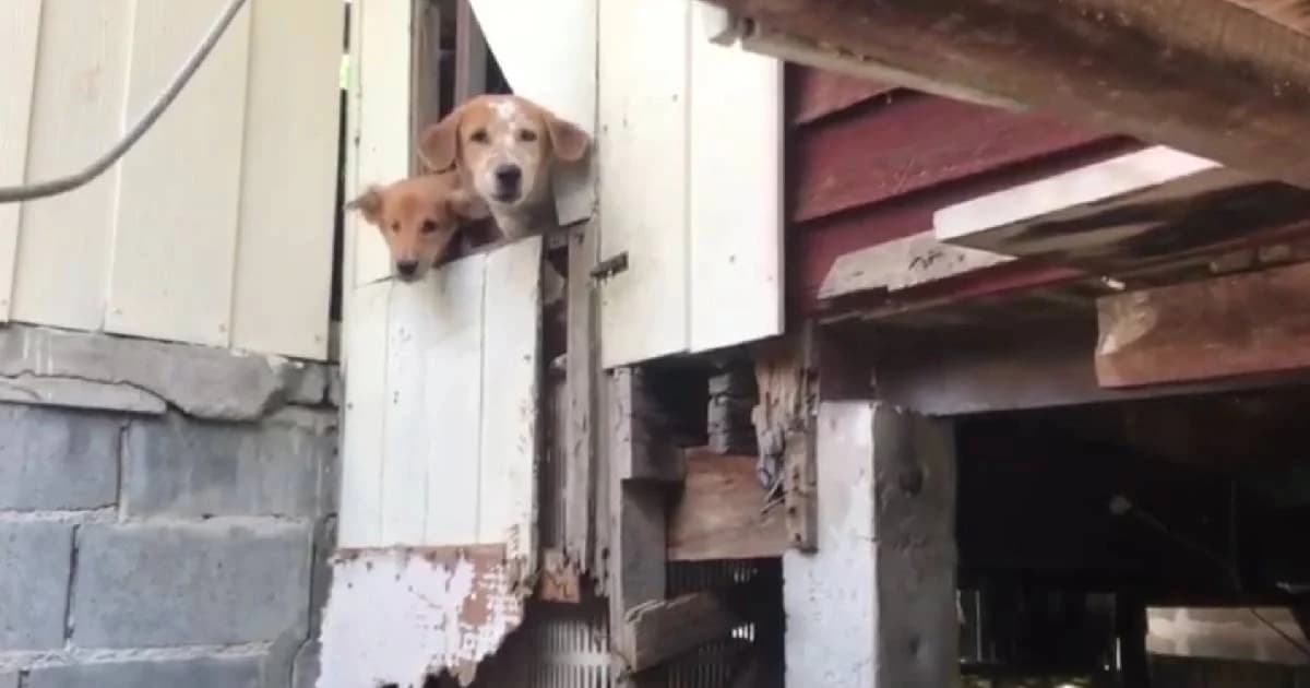 คนเลี้ยงสุนัขติดคุก ปล่อยสุนัข 7 ตัวอดอยากนานกว่า 1 เดือน วอนหาผู้อุปการะสุนัข