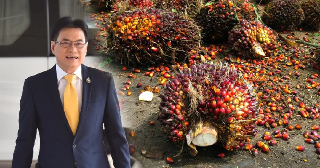 รัฐบาลพร้อมจ่ายเงินส่วนต่างราคาปาล์มงวดแรก 2.6 แสนครัวเรือน