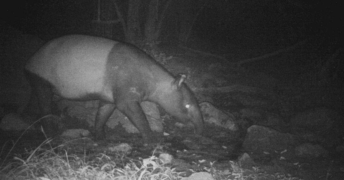 เปิดภาพสัตว์หายากในป่าห้วยขาแข้ง ตอกย้ำความสมบูรณ์ของพื้นที่