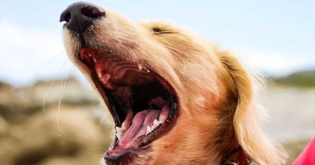 ปศุสัตว์จังหวัดนนทบุรี ยืนยันควบคุมโรคพิษสุนัขบ้า จ.นนทบุรี ให้อยู่ในวงจำกัดได้