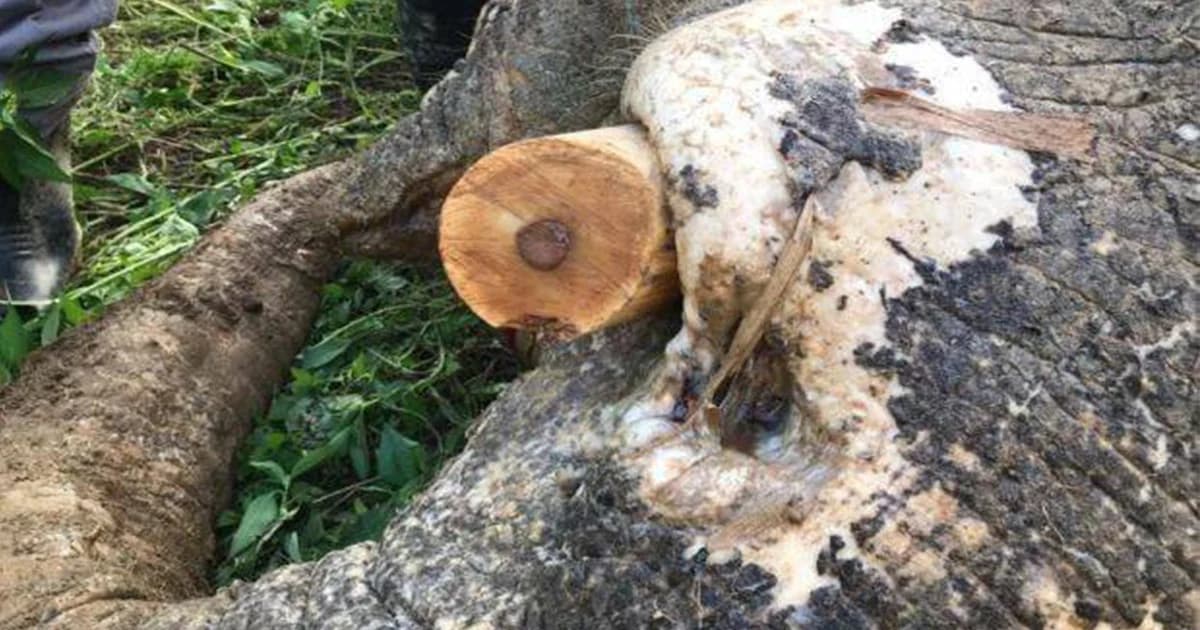 ช้างแคระบอร์เนียวโดนล่าเอางา ถูกยิงกว่า 70 นัด