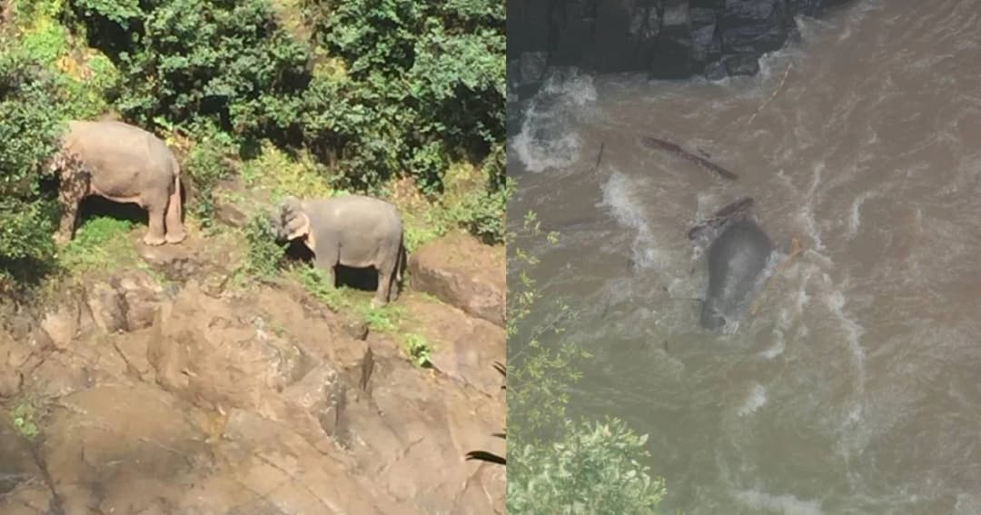 ช้างป่าเขาใหญ่พลัดตกน้ำตกเหวนรก ตาย 6 ตัว จนท.เร่งช่วยเหลืออีก 2 ตัว