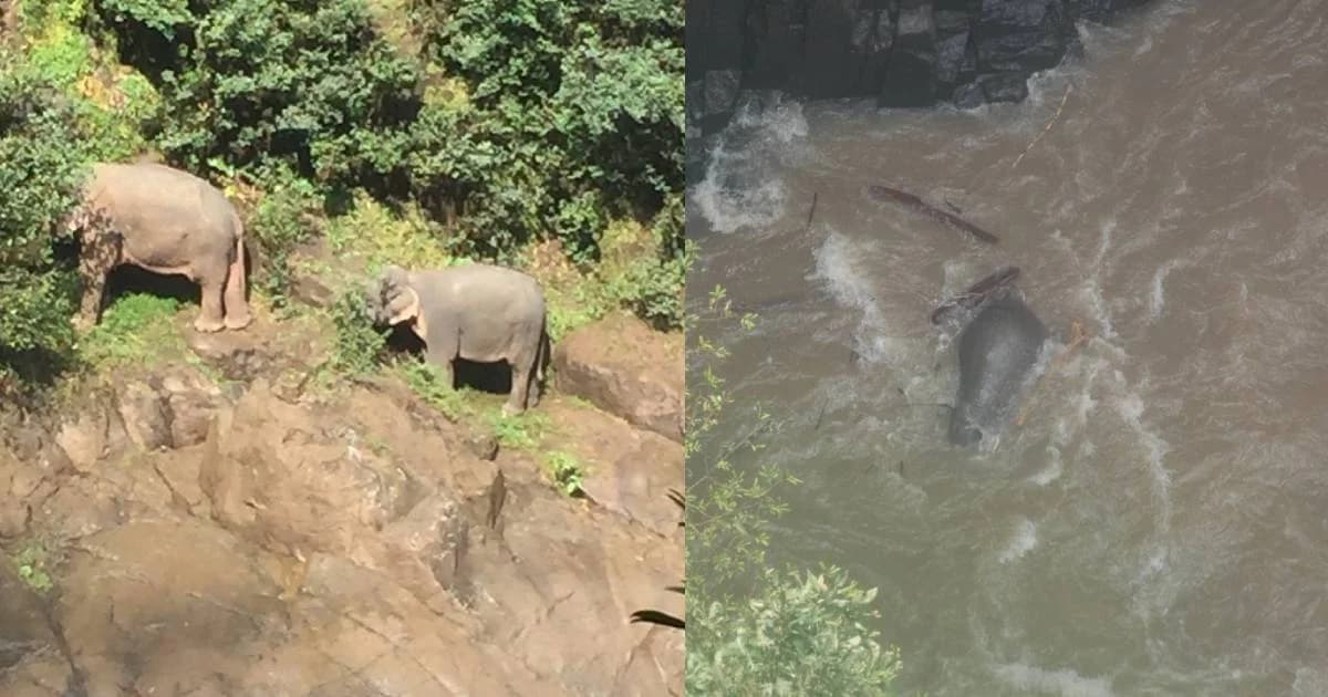 ช้างป่าเขาใหญ่พลัดตกน้ำตกเหวนรก ตาย 6 ตัว จนท.เร่งช่วยเหลืออีก 2 ตัว