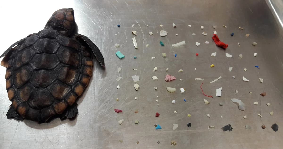 ทีมนักอนุรักษ์อเมริกัน พบเศษพลาสติก 104 ชิ้นในซากเต่า