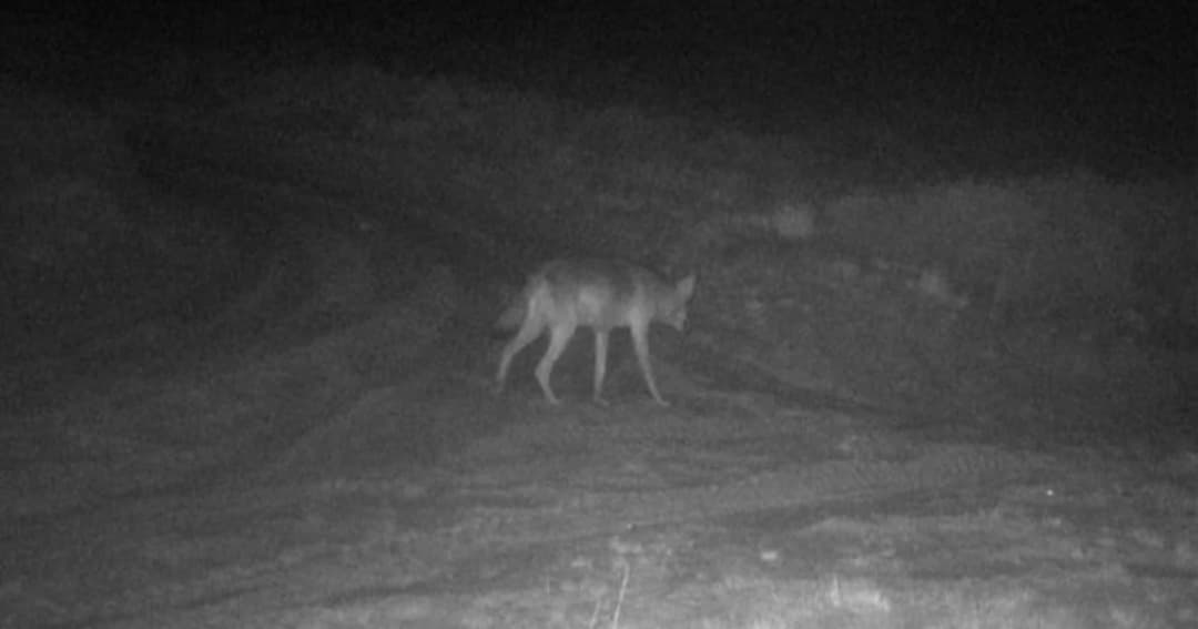 องค์กรด้านสิ่งแวดล้อมเบลเยี่ยมตั้งรางวัล 1 ล้านบาท แก่ผู้ที่แจ้งเบาะแสมือฆ่าหมาป่า