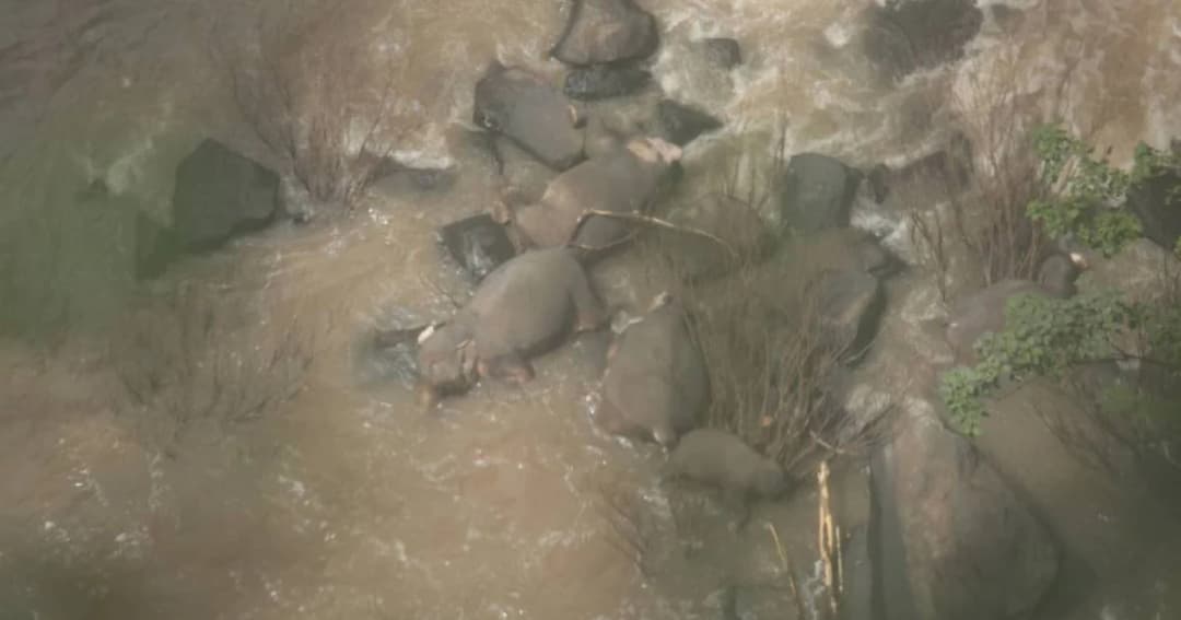 วันนี้เจ้าหน้าที่เตรียมกู้ซากช้างป่า 6 ตัว ตกเหวนรกเขาใหญ่ จัดกำลังดูแล 2 ตัวรอดชีวิต