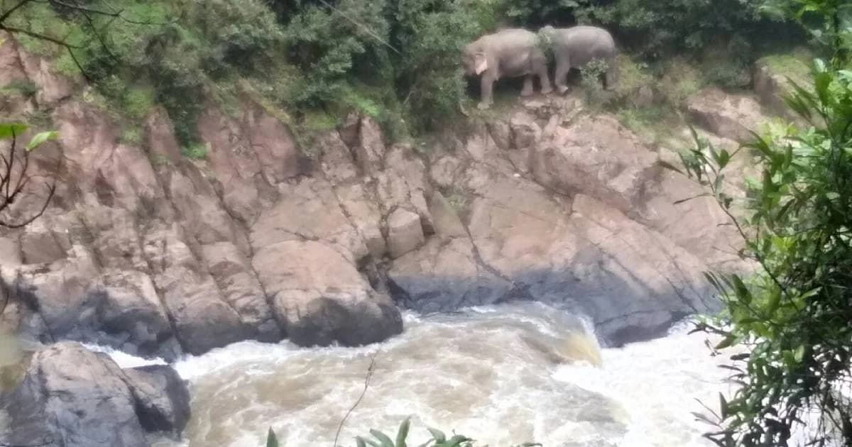 ช้างสองแม่ลูกกลับเข้าป่าแล้ว จนท.เร่งวางแผนกู้ซากช้าง 3 ตัว อีก 3 ตัวถูกน้ำพัดหาย