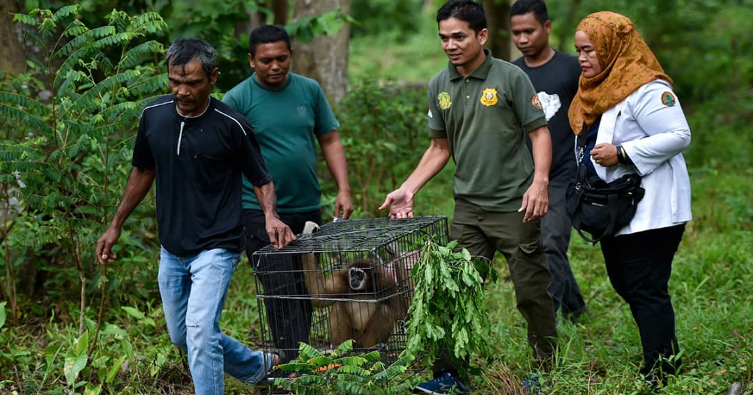 อินโดนีเซียเตรียมประกาศใช้กฎหมายชารีอะห์ เพื่อคุ้มครองสัตว์ป่า