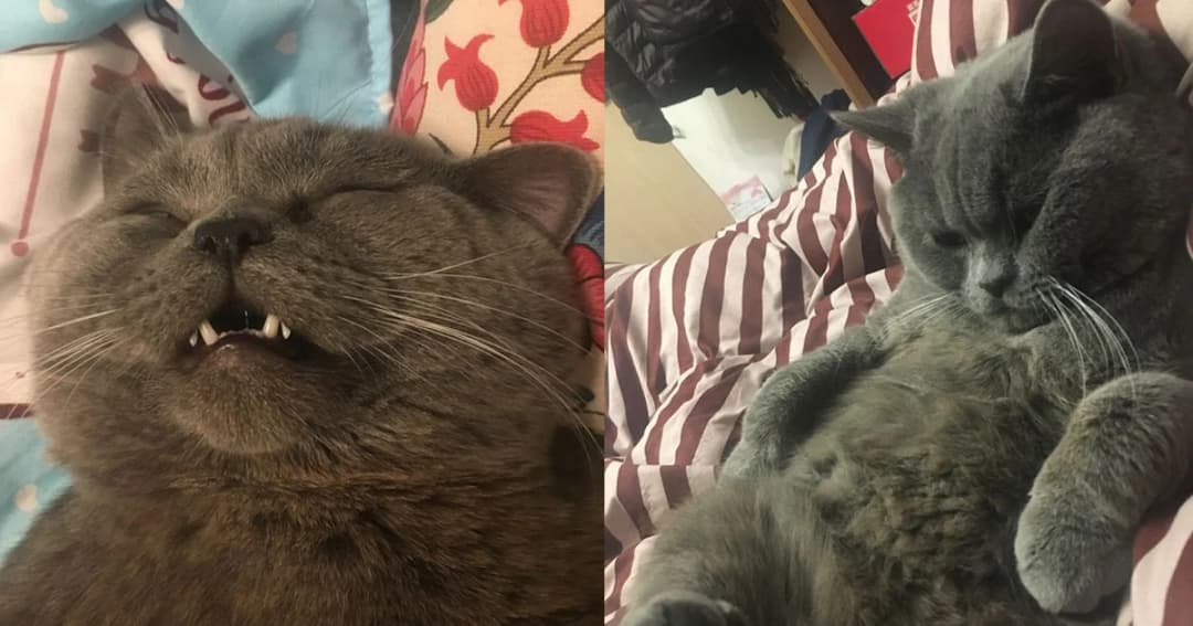 เจ้าเหมียวหนุ่มคึกจัด ผสมพันธุ์ตัวเมีย 5 ตัวรวดในคืนเดียว จนต้องฉีดกลูโคส