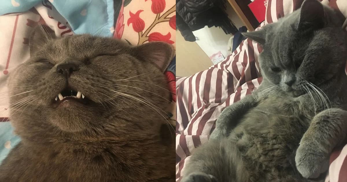 เจ้าเหมียวหนุ่มคึกจัด ผสมพันธุ์ตัวเมีย 5 ตัวรวดในคืนเดียว จนต้องฉีดกลูโคส