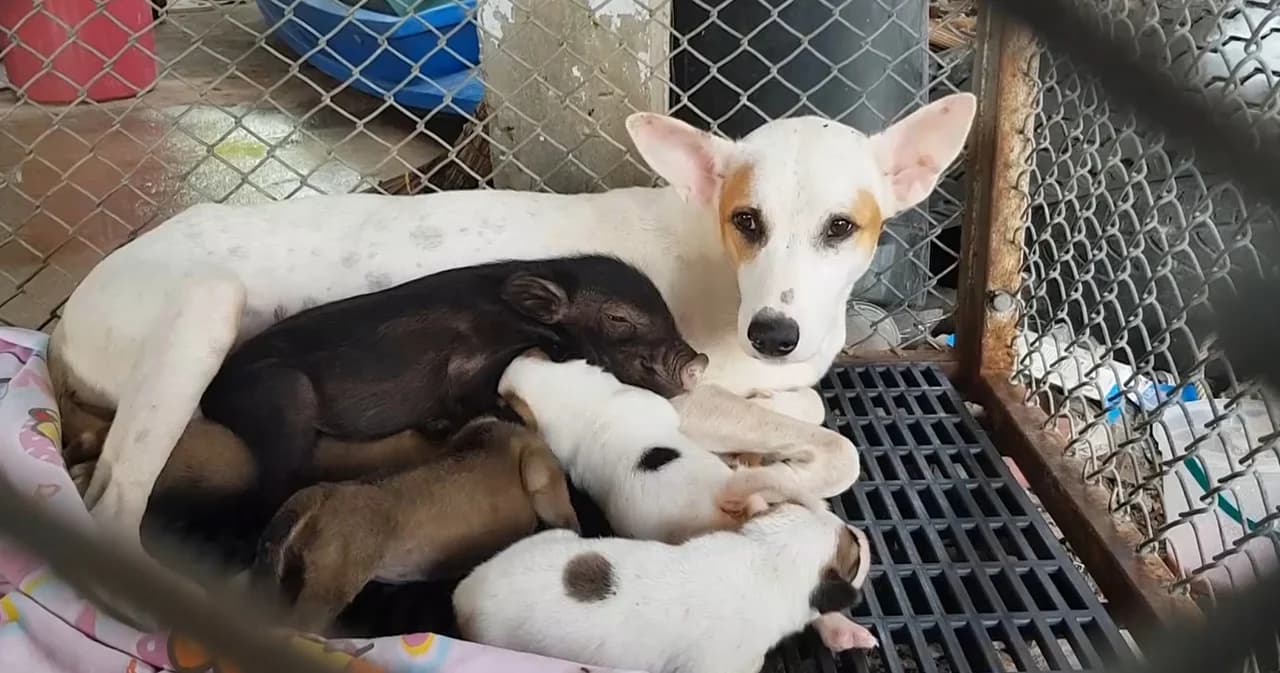 น่ารักสุดๆ ลูกหมูป่ากำพร้า อ้อนแม่หมาจรจัด