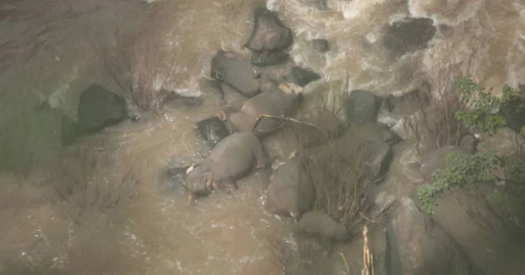 สลด! พบซากช้างป่าตกเหวนรกเพิ่มอีก 5 ตัว รวมเป็น 11 ตัว