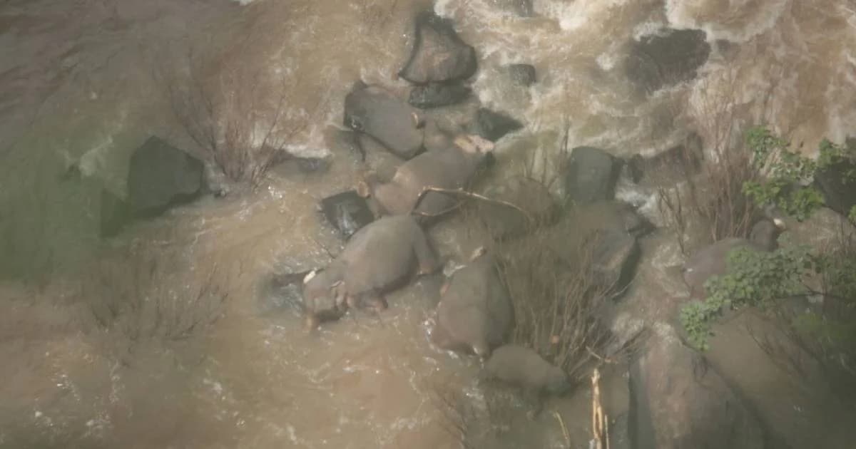 สลด! พบซากช้างป่าตกเหวนรกเพิ่มอีก 5 ตัว รวมเป็น 11 ตัว