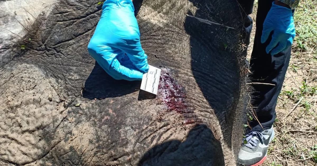 เจ้าของสวนปาล์มสารภาพยิงช้างป้องกันตัวหลังถูกช้างบุกเข้ากินยอดปาล์ม