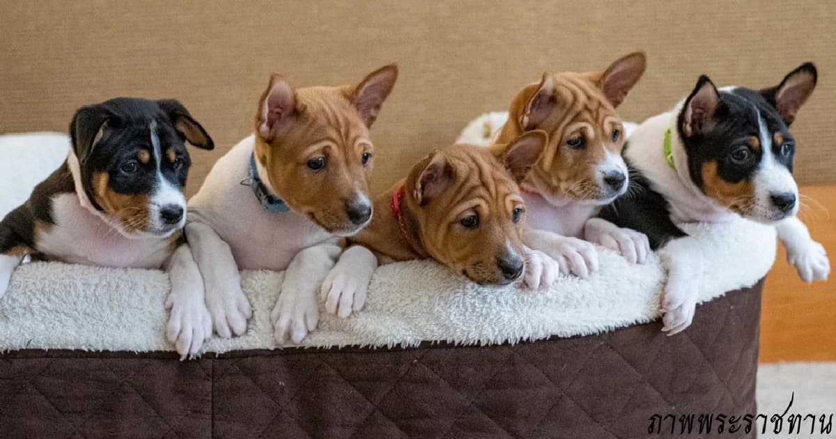 เปิดภาพความน่ารักสุนัขหลวง “สายเลือดคุณทองแดง” เกิดจากการผสมเทียม