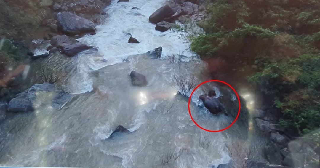 อุทยานเตรียมตั้งเวทีแก้ปัญหาสัตว์ป่าหลังช้างป่า 11 ตัว ตกเหวนรก อช.เขาใหญ่