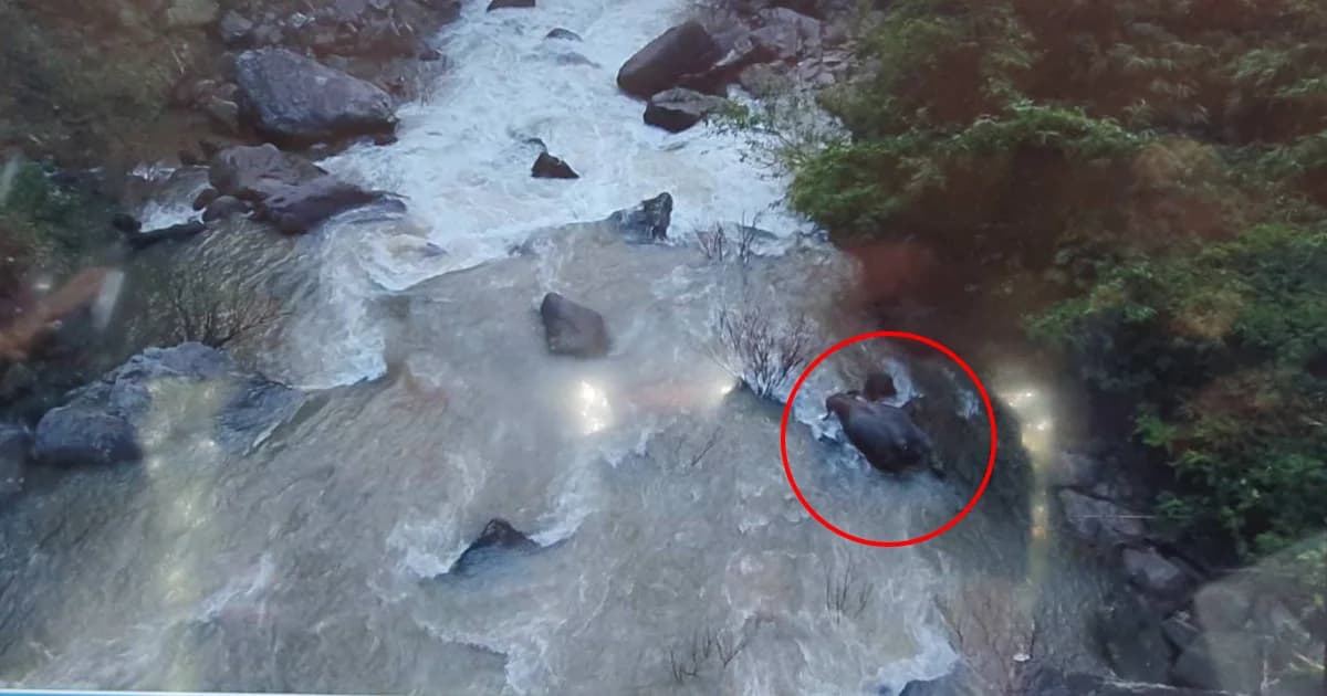 อุทยานเตรียมตั้งเวทีแก้ปัญหาสัตว์ป่าหลังช้างป่า 11 ตัว ตกเหวนรก อช.เขาใหญ่