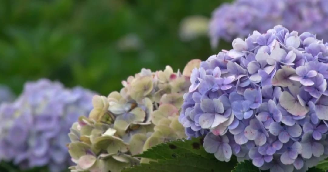 ดอกไฮเดรนเยียบานสะพรั่ง ดอยขุนแปะ จ.เชียงใหม่