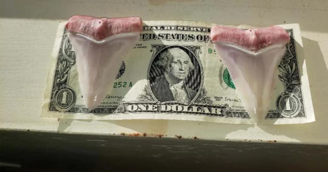 สองนักพายเรือคายักชาวอเมริกัน ถูกฉลามขาวกัดเรือก่อนทิ้งฟันซี่ยักษ์ไว้ที่เรือ