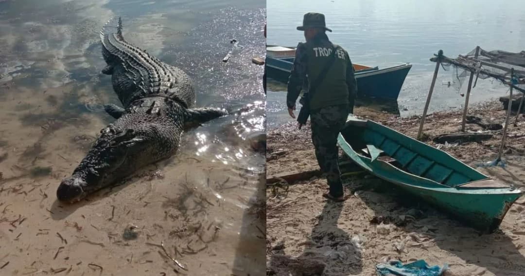 ตำรวจฟิลิปปินส์จับตายจระเข้ยาว 3 เมตร หลังลากหนุ่มประมงไปกิน