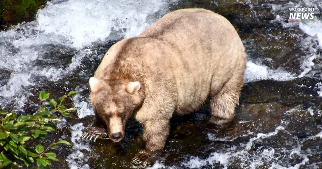 อุทยานแห่งชาติในอลาสก้าประกวด “หมีอ้วนที่สุด” ในอุทยาน