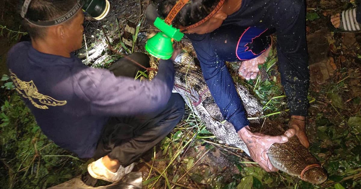 ชาวปราจีนผวา! พบจระเข้น้ำจืดโผล่อาบแดดแอ่งน้ำข้างทาง