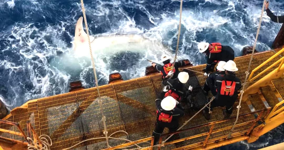 วินาที จนท.แท่นเอราวัณ เสี่ยงคลื่นช่วยชีวิต “ฉลามวาฬ” ตัดเชือกรัดออกจากหาง