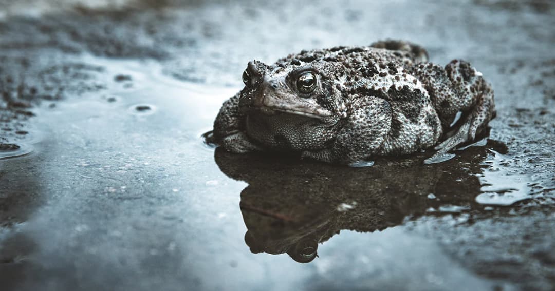 ชาวบ้านซด ‘ยาดองเหล้าคางคก’ ตาย 2 ราย สาหัส 12 ราย