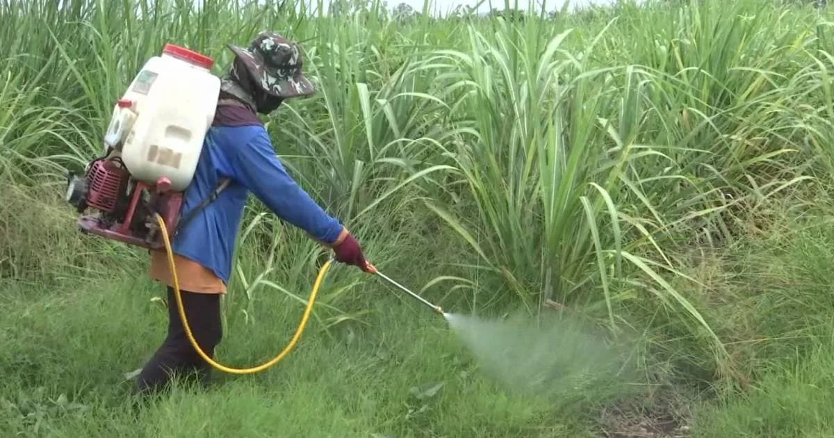 กรมวิชาการเกษตร รายงานสต็อกสารเคมี 3 ชนิดรวมกว่า 3 หมื่นตัน เร่งหาแนวทางกำจัด