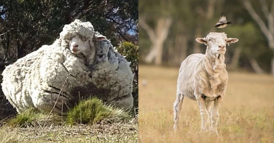 “คริส” แชมป์แกะขนดกของออสเตรเลีย ตายด้วยโรคชรา