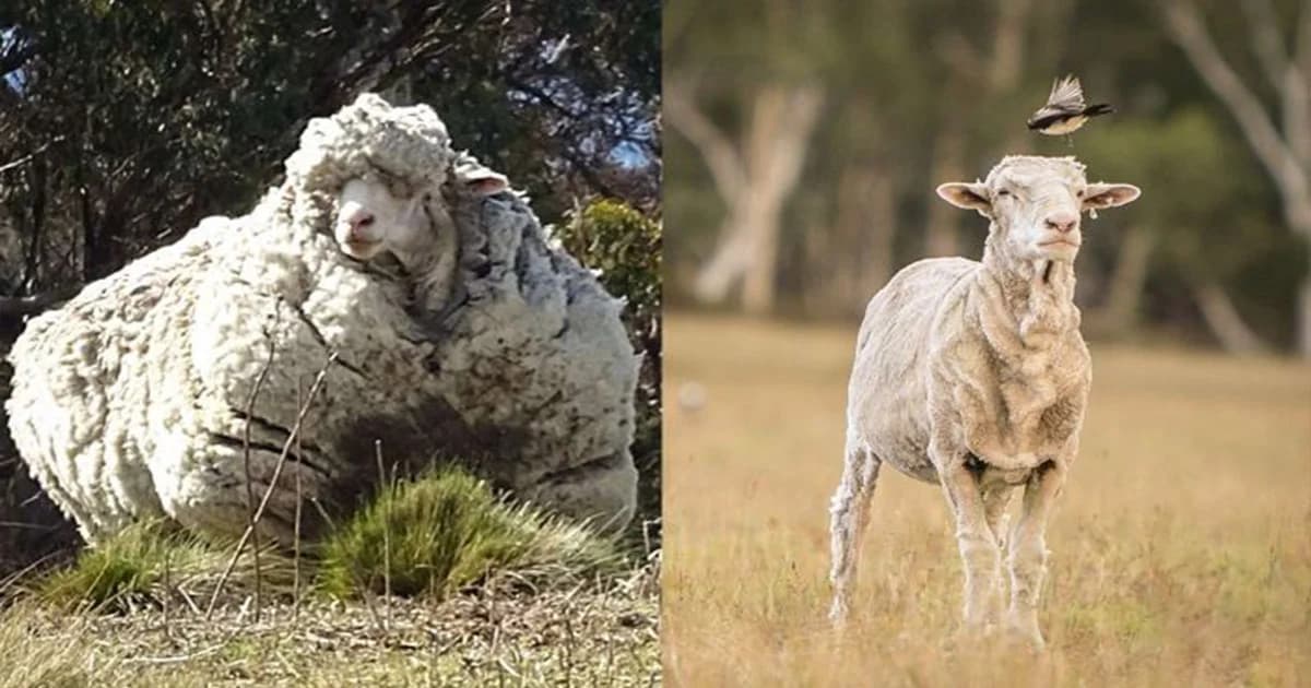 “คริส” แชมป์แกะขนดกของออสเตรเลีย ตายด้วยโรคชรา