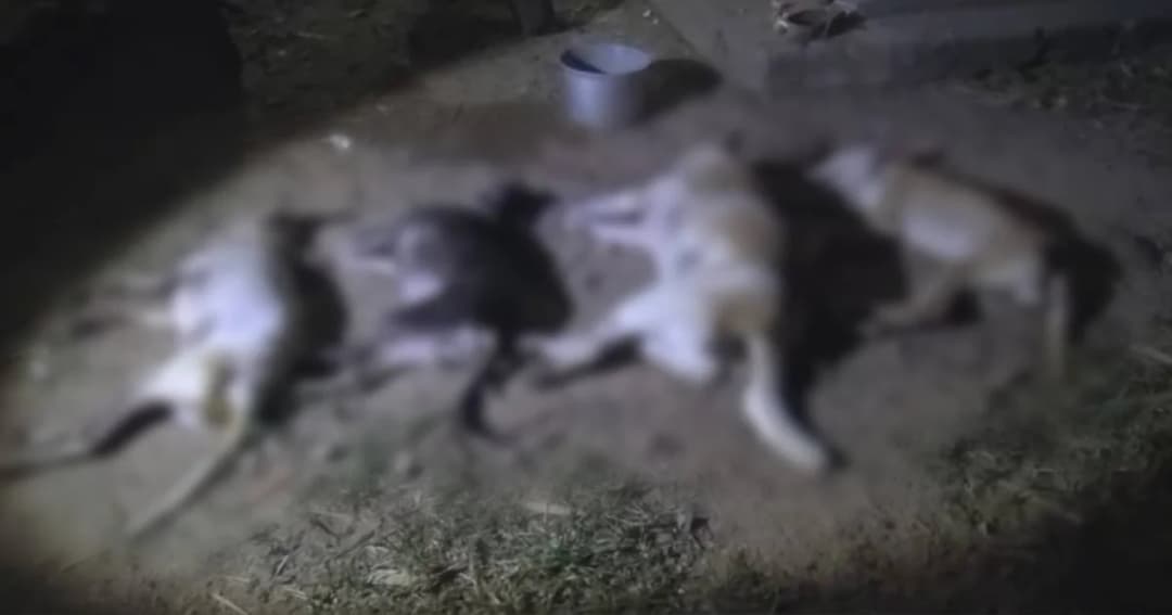 สลด! คนร้ายย่องวางยาเบื่อฆ่าสุนัขตายรวด 5 ตัว