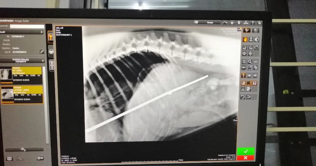 เจ้าหน้าที่เร่งล่าคนใจบาป ใช้ฉมวกแทงทะลุตัวหมาหวิดตาย